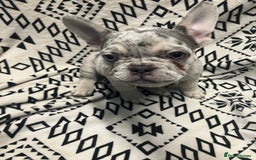 French Bulldog dogs for sale: Beautiful Pink, blue and tan and merl Frenchie’s - Image 9