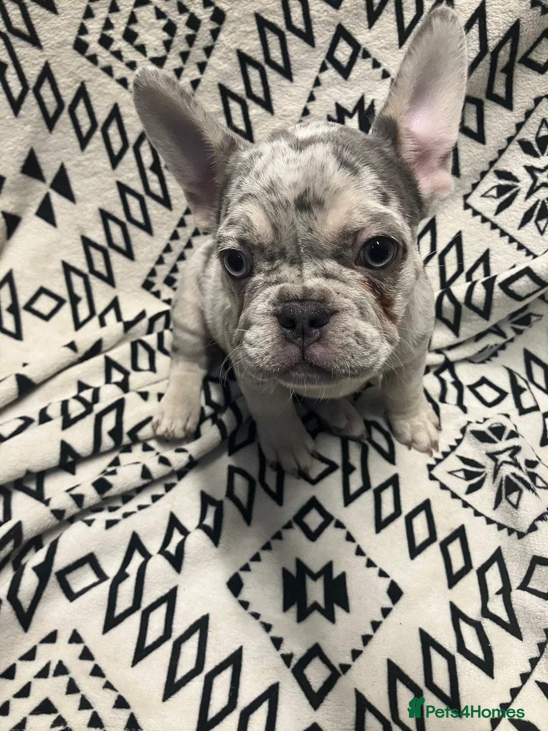 French Bulldog dogs for sale: Beautiful Pink, blue and tan and merl Frenchie’s - Image 9