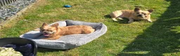French Bulldog dogs for sale: Fluffy frenchies - Advert 3