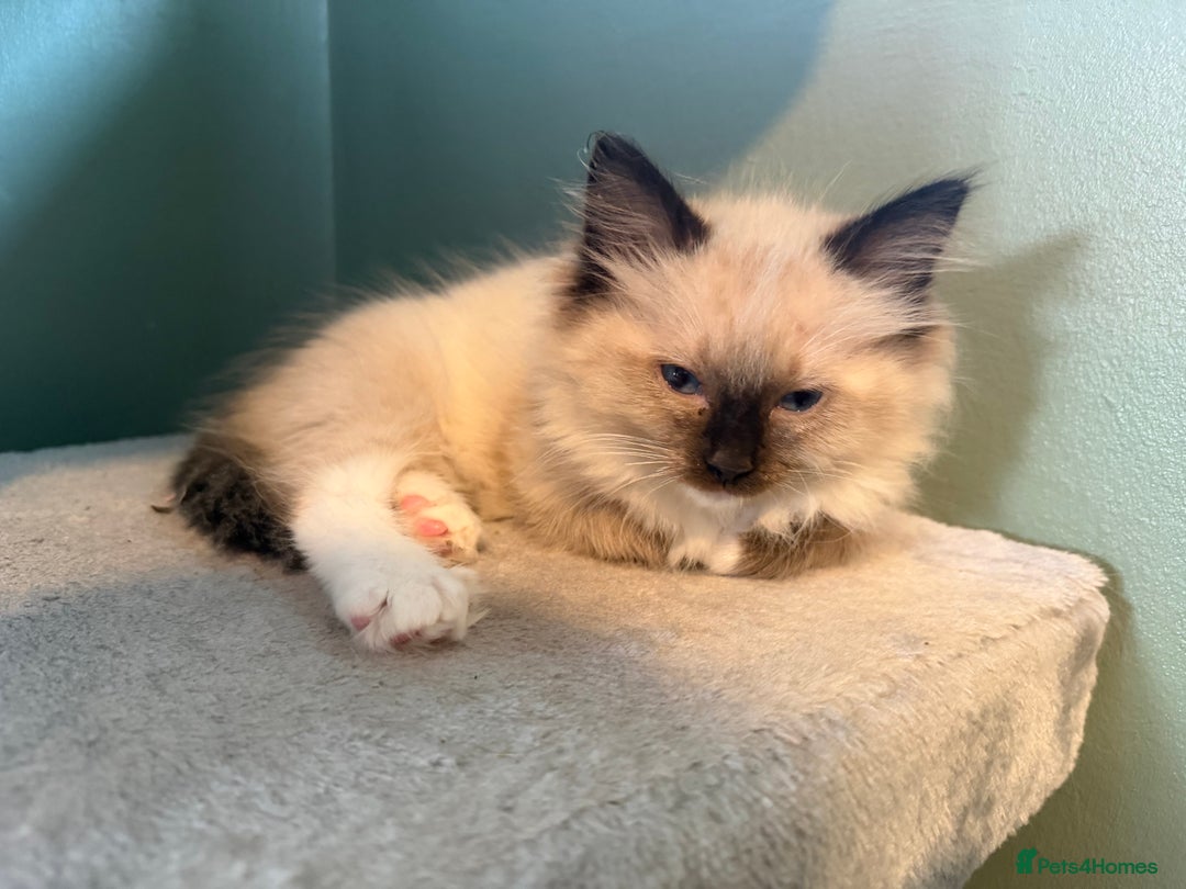 Ragdoll cats for sale: Tica Registered Ragdolls - Advert 10