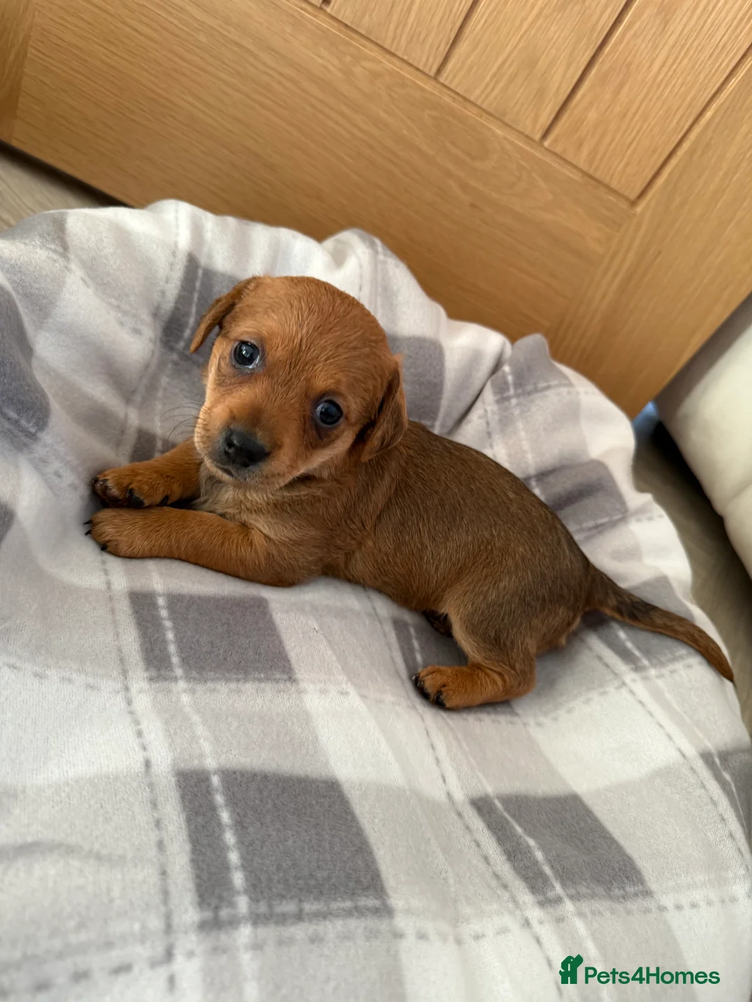 Chiweenie dogs for sale: Beautiful Chiweenie for sale  - Advert 5