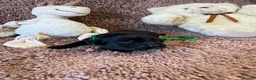 Cocker Spaniel dogs for sale: Excellent pedigree Cocker Pups Farlavale / Rowston - Advert 20