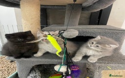 British Shorthair cats for sale: Fabulous, playful and healthy BSH kittens, rare - Image 10