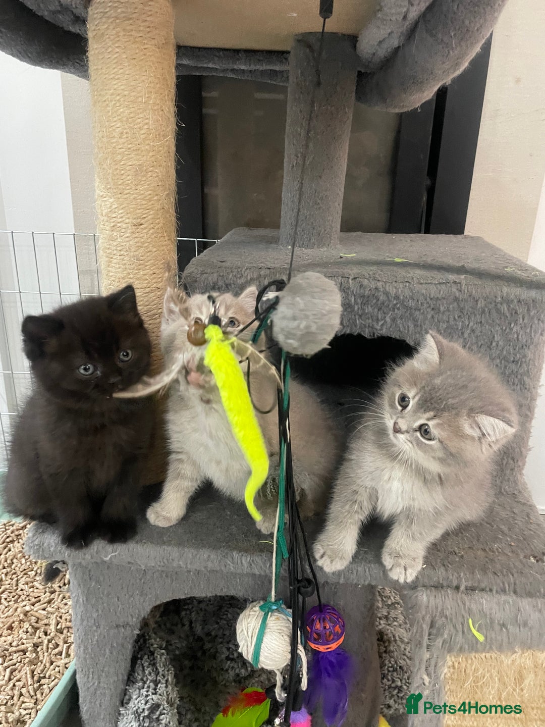 British Shorthair cats for sale: Fabulous, playful and healthy BSH kittens, rare - Image 10