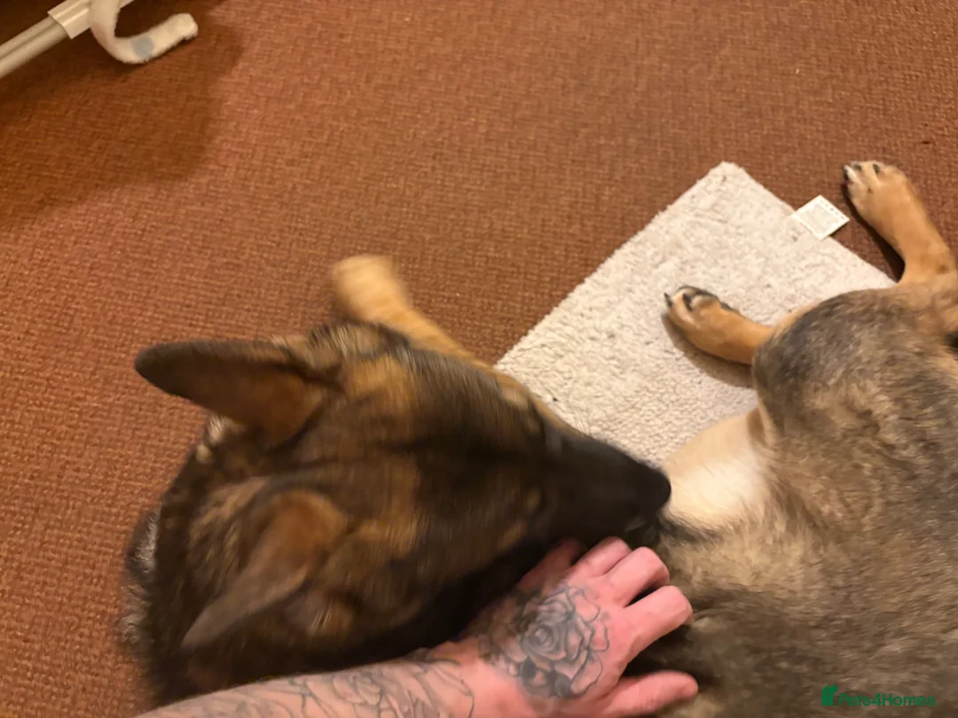German Shepherd dogs for sale: 8 months old tia  in Gainsborough - Advert 2