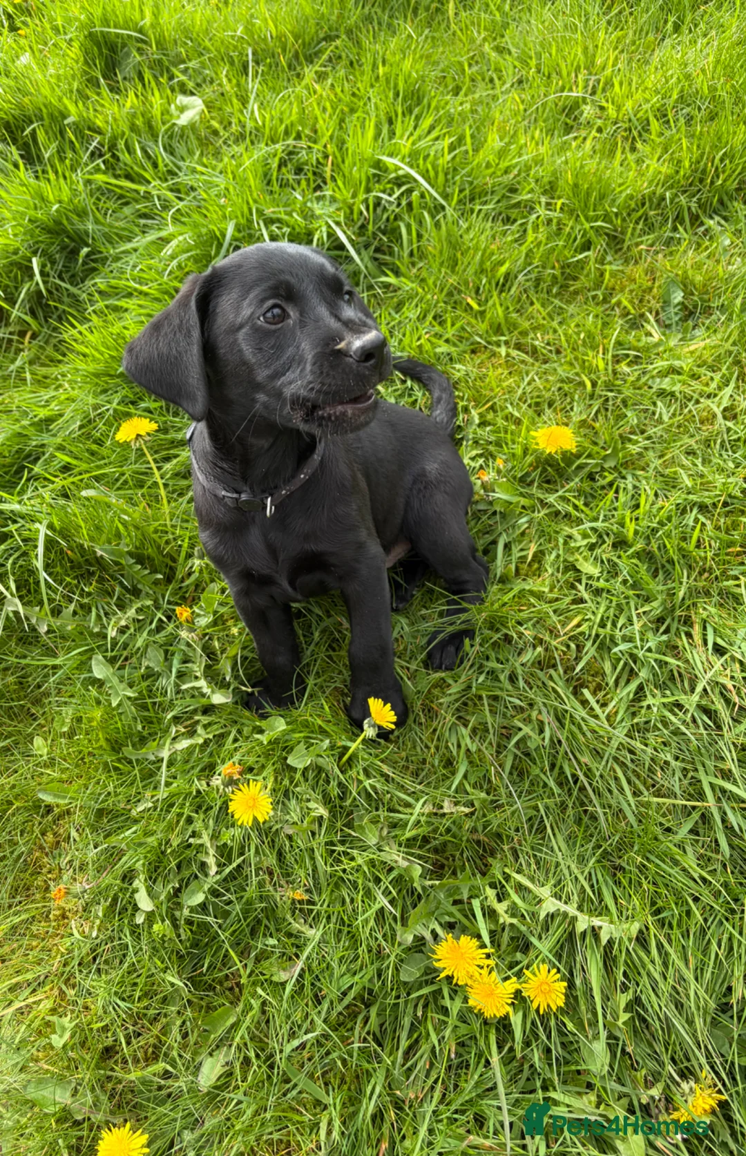 Labrador Retriever dogs for sale: 1 boy left Kc registered Labrador puppies   - Advert 2