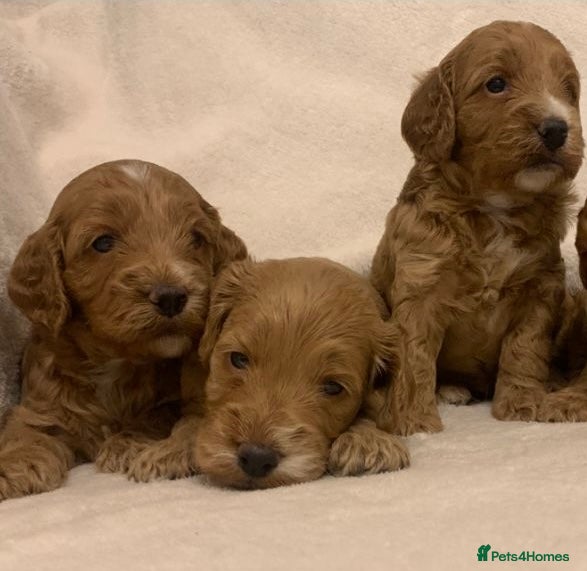 Cockapoo dogs F1 Cockapoos - health tested parents  - Advert 13