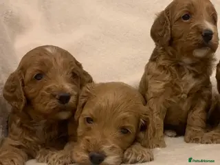 Cockapoo dogs F1 Cockapoos - health tested parents - Advert 13