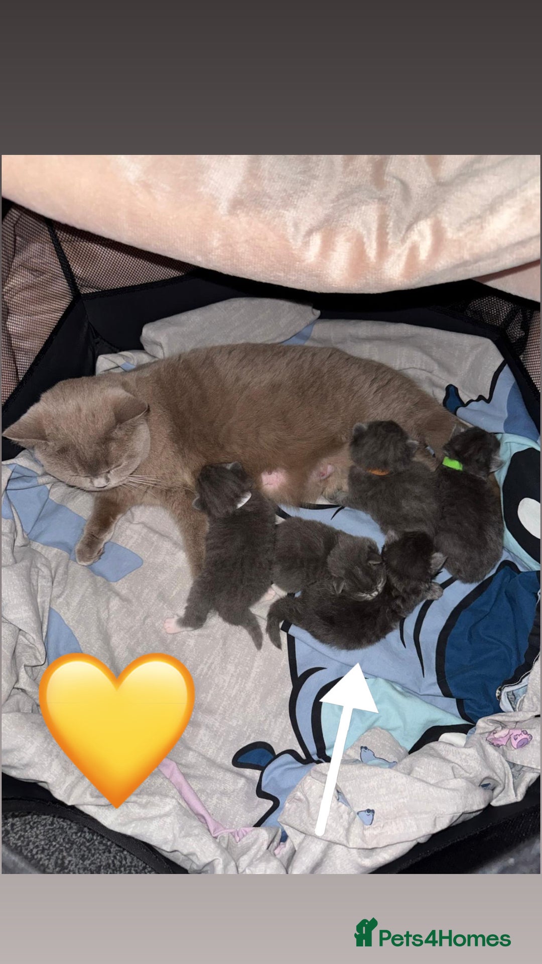 British Shorthair cats for sale: British Shorthair/Ragdoll - Advert 6