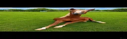 Welsh Section B horses for sale: Welsh section B filly  - Advert 7