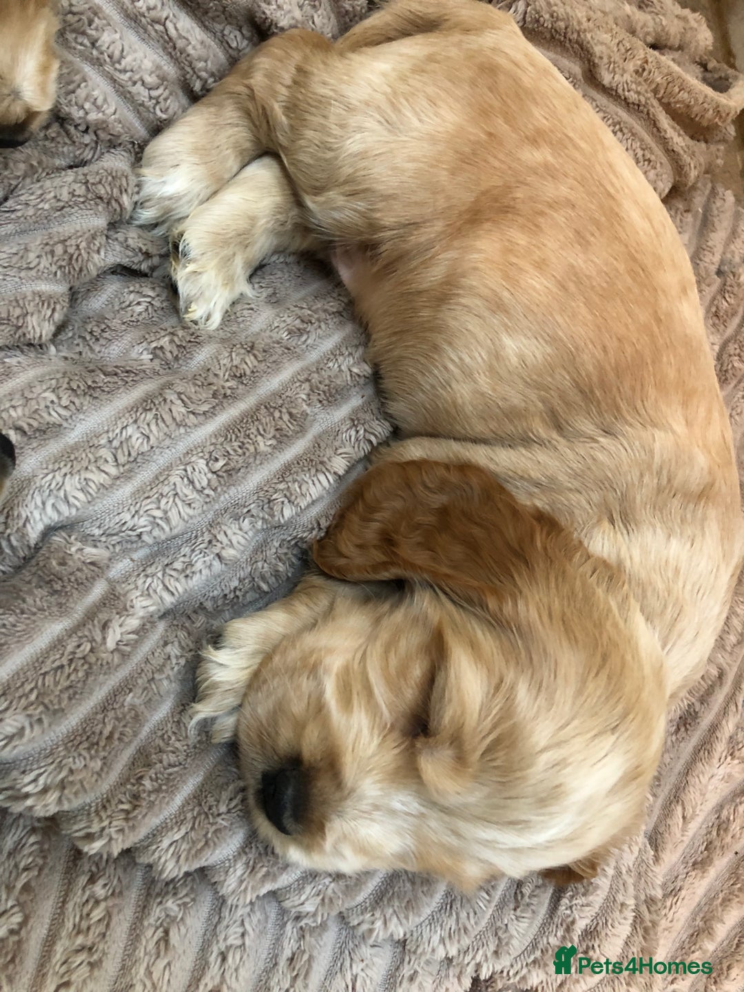 Cocker Spaniel dogs for sale: Beautiful litter of KC reg Cocker Spaniel puppies - Image 9