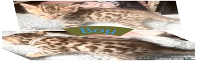 Bengal Kitten 1