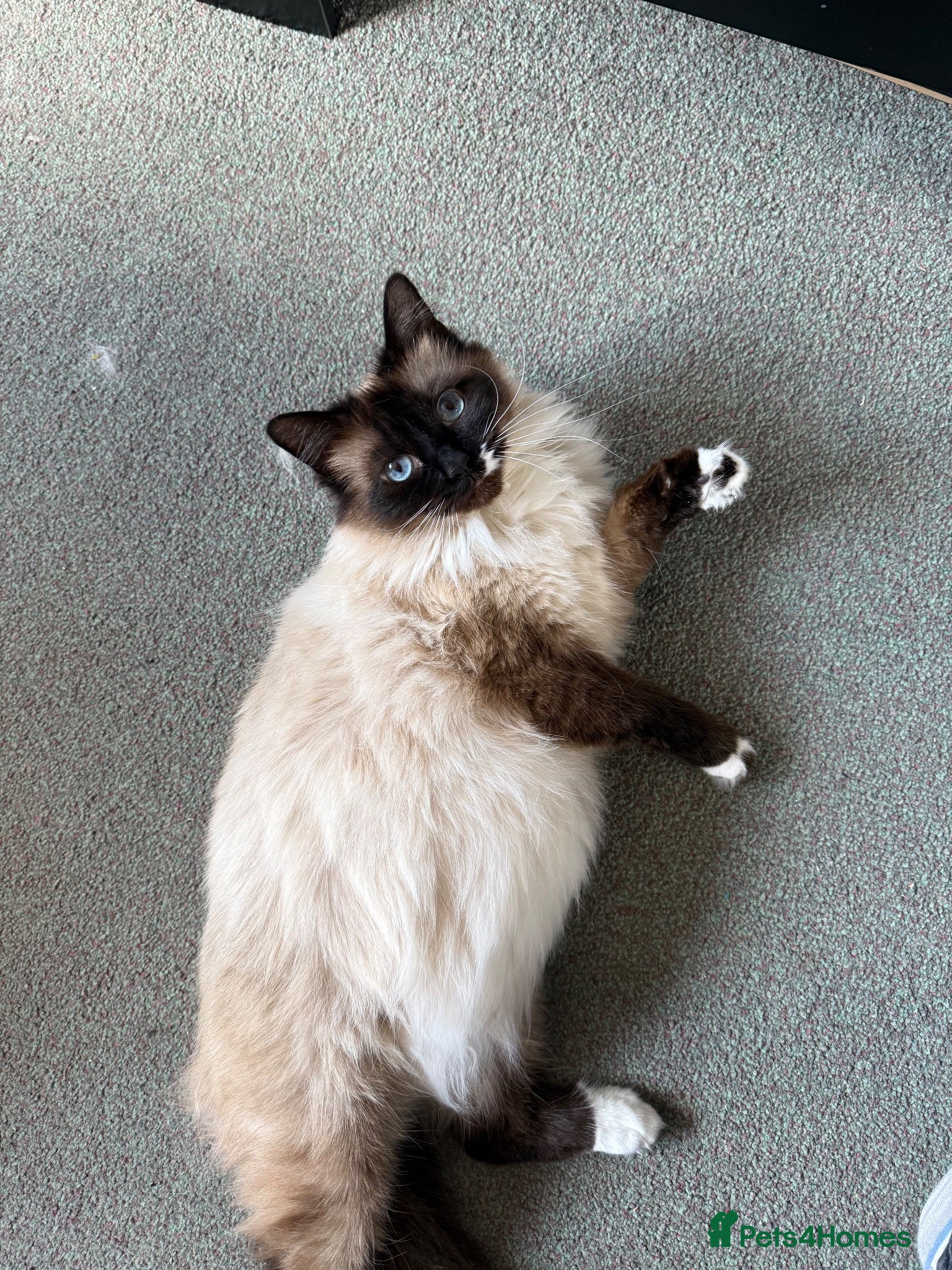 Mixed Breed cats 4 ragdoll/bombay kittens - Advert 2