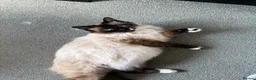 Mixed Breed cats for sale: 4 ragdoll/bombay kittens - Advert 1
