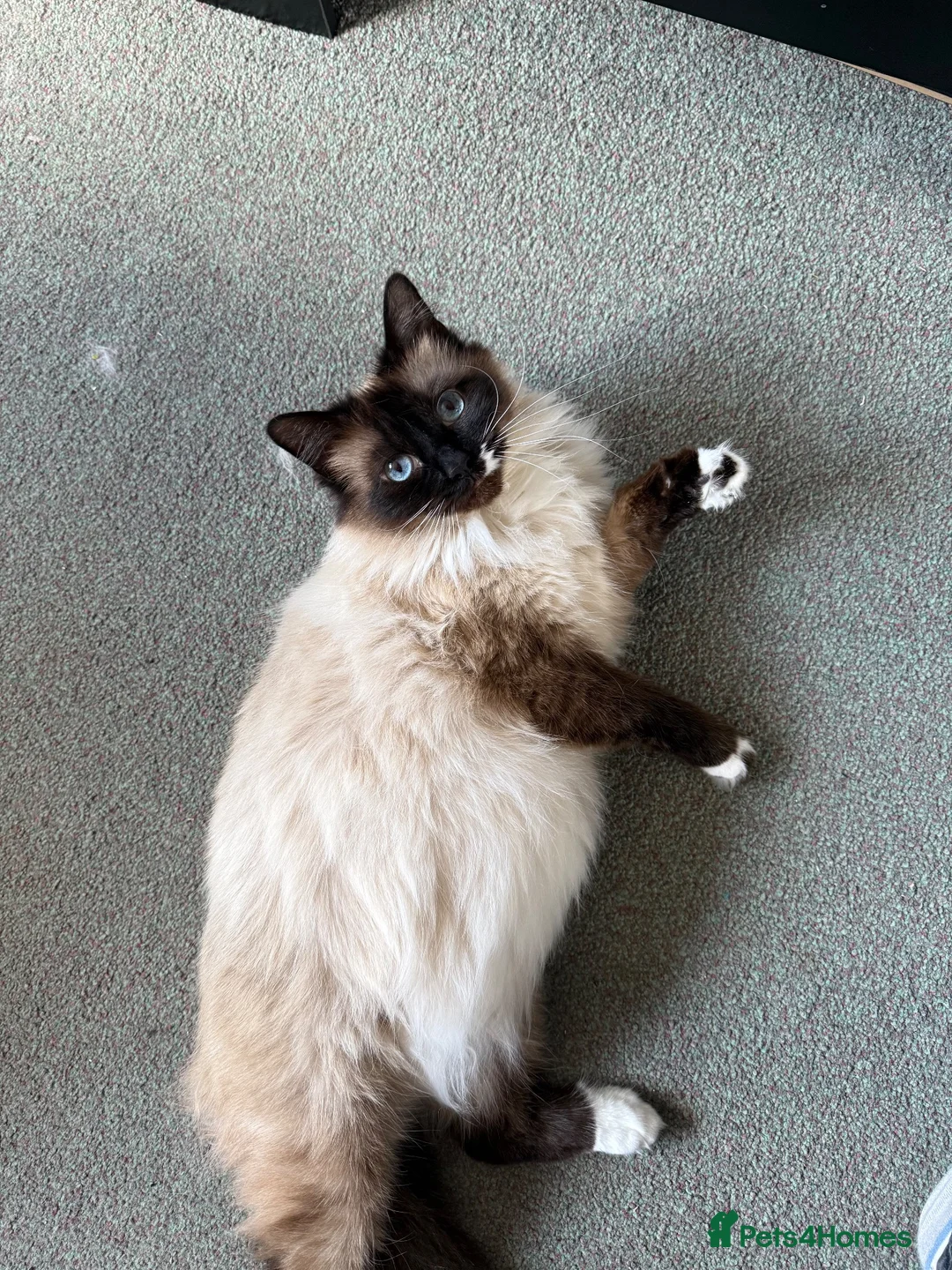 Mixed Breed cats for sale: 4 ragdoll/bombay kittens - Advert 1
