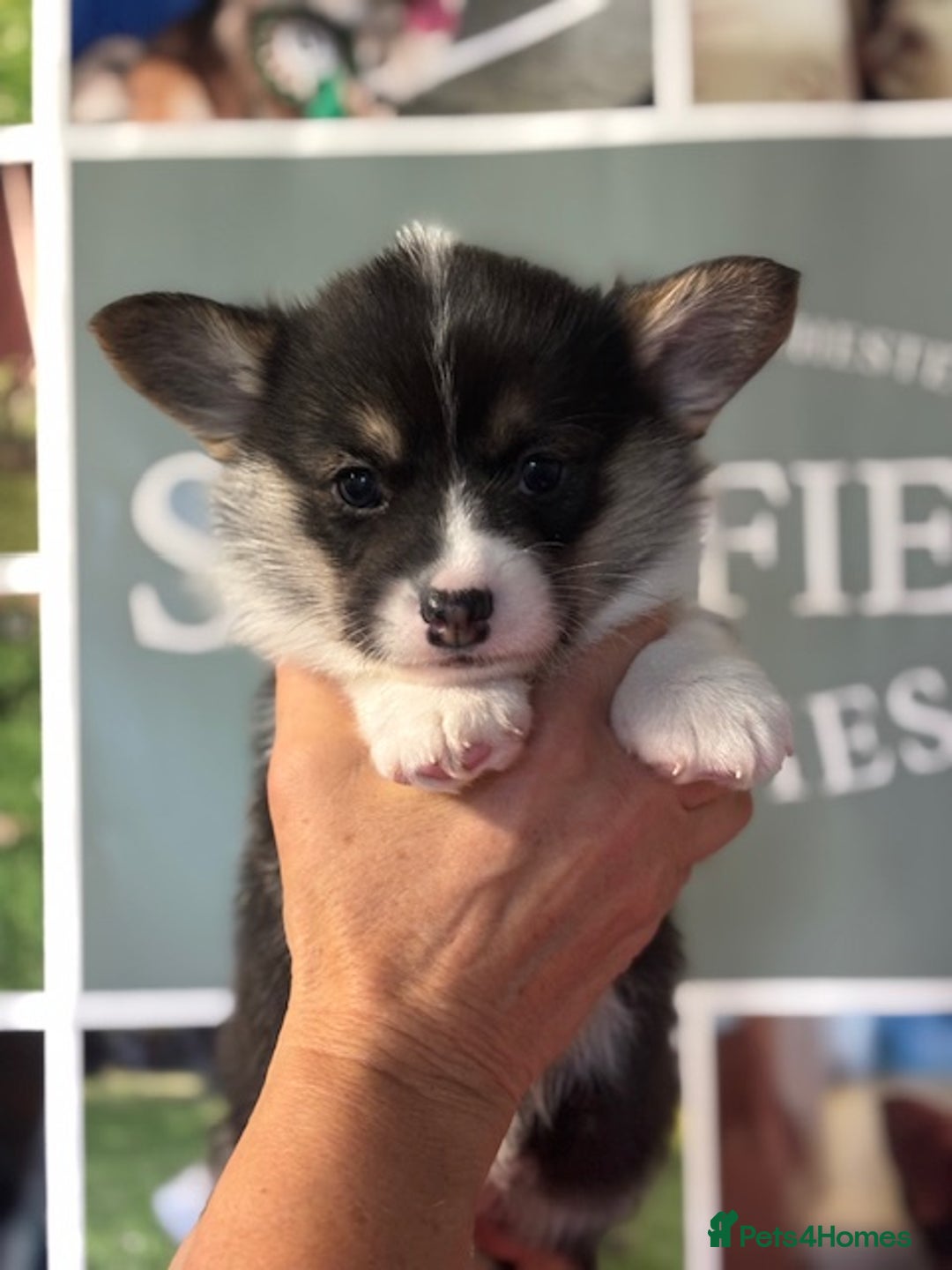 Welsh Corgi Pembroke dogs for sale: Tri coloured quality pedigree puppies available - Advert 1