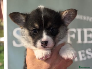 Welsh Corgi Pembroke dogs Tri coloured quality pedigree puppies available - Advert 1