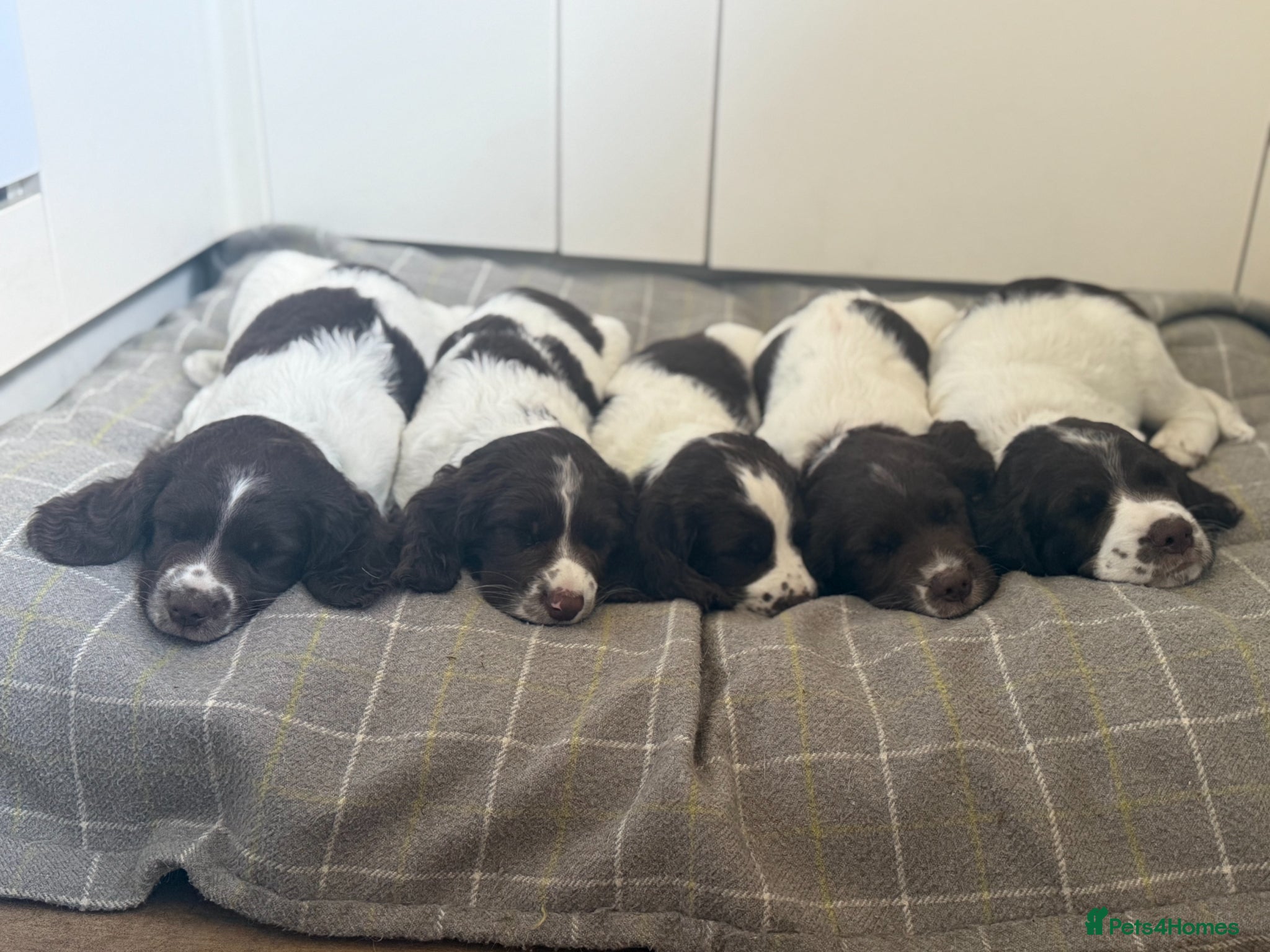 English Springer Spaniel dogs KC English Springer Spaniels - Advert 1