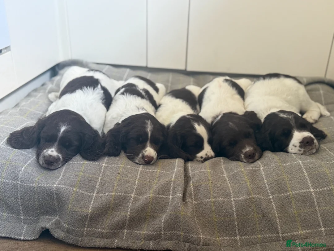 English Springer Spaniel dogs for sale: KC English Springer Spaniels - Advert 1