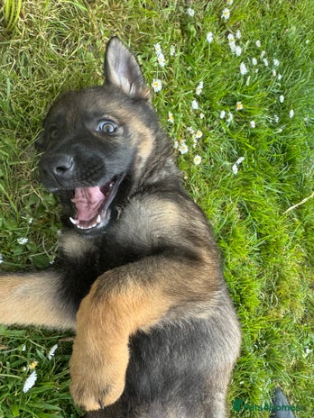 Clearance mini german shepherd for sale New Arrivals