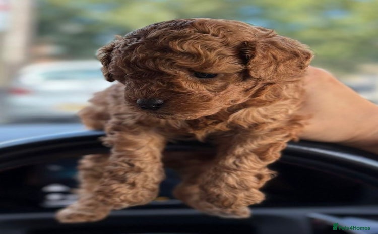 Cavapoochon dogs - Advert 1