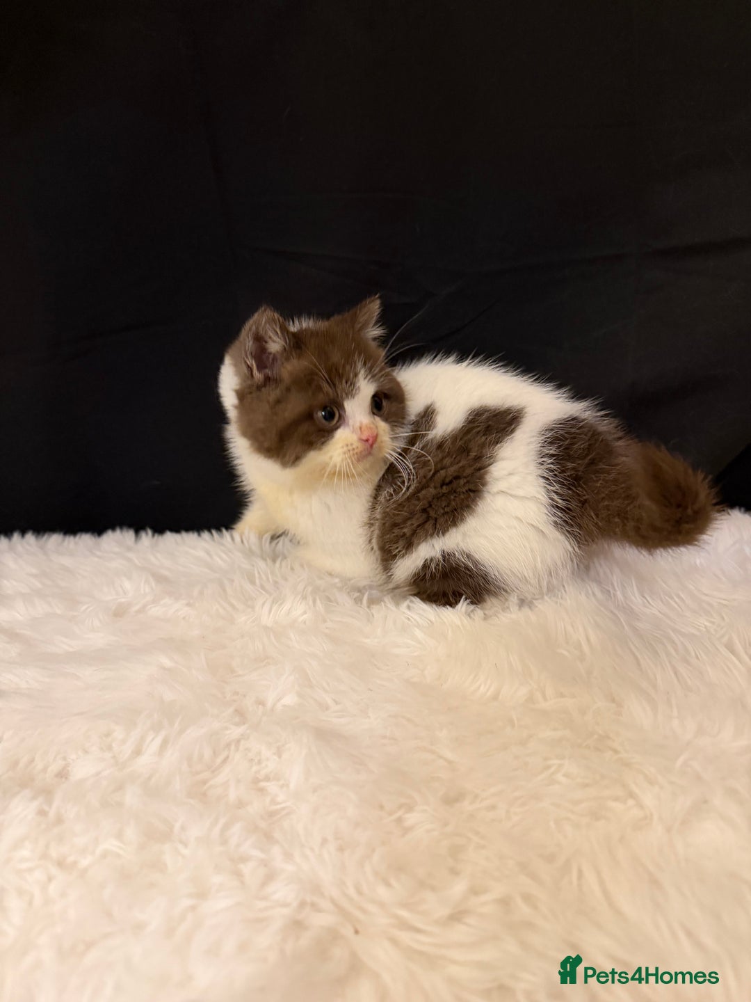 British Shorthair cats for sale: Full Pedigree Registered BSH - Advert 8