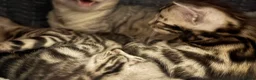 Bengal cats for sale: TICA registered health tested show quality bengals - Advert 7