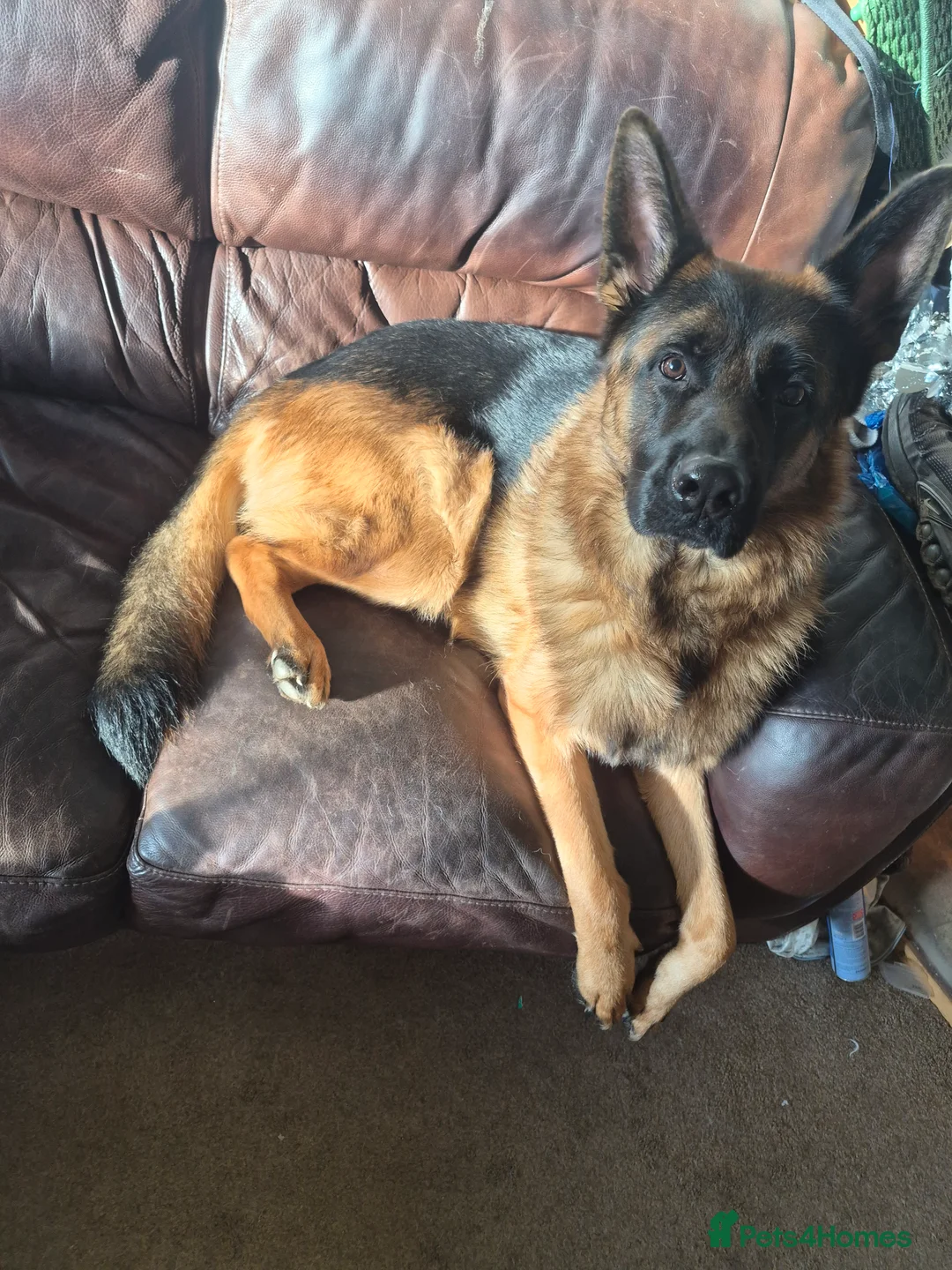 German Shepherd dogs for stud: Bruce - Advert 2