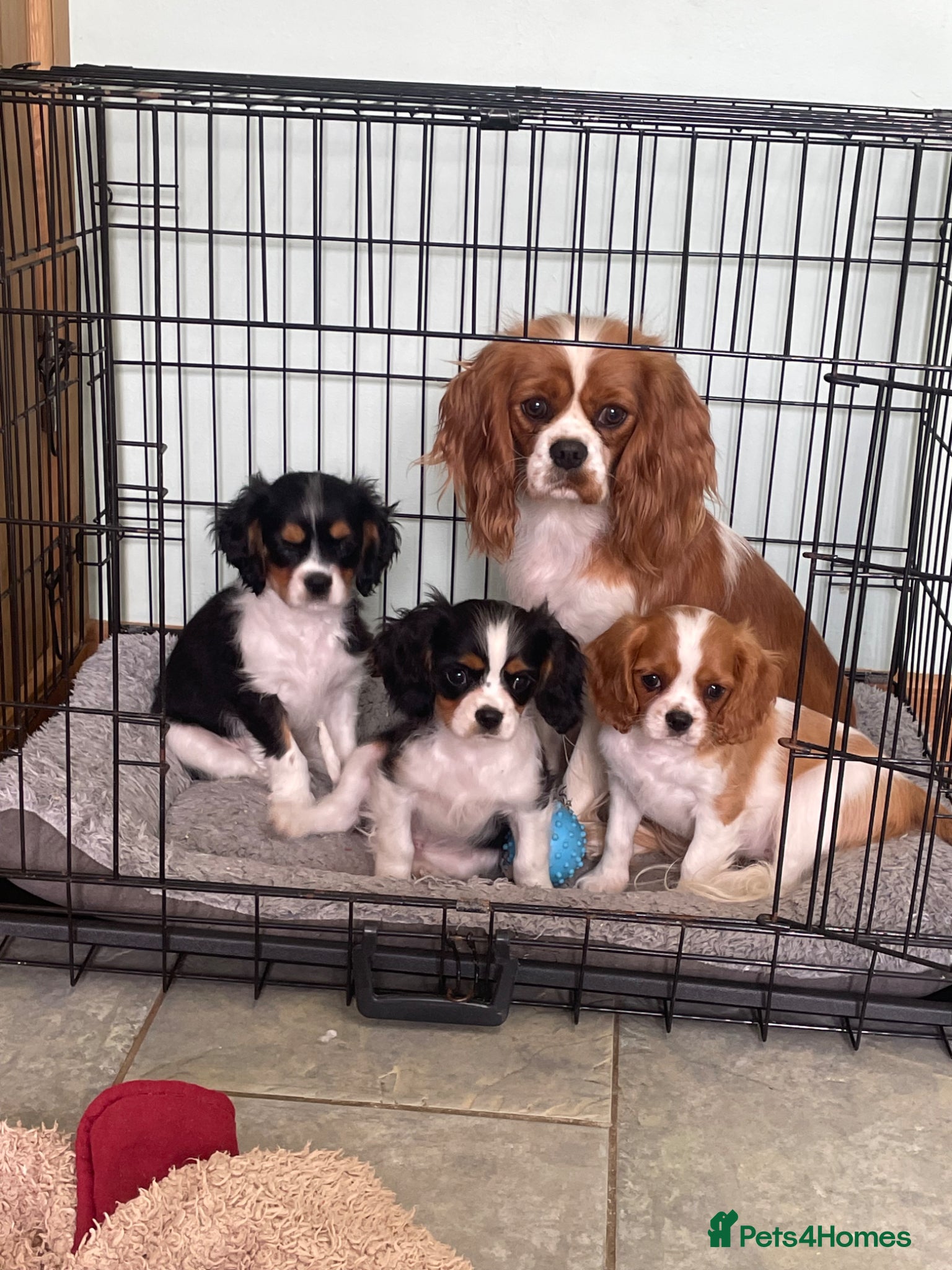 Cavalier King Charles Spaniel dogs K C Reg Cavalier King Charles  - Advert 8