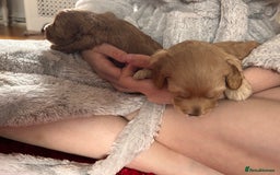Cockapoo dogs for sale: Cockapoos x 5 2 girls 3 boys f1 - Image 9