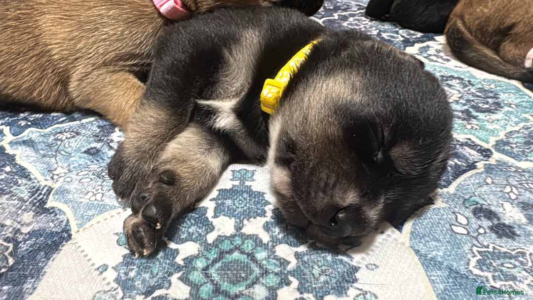 Mixed Breed dogs for sale: RARE BLUE EYE Sholly  ** tiff x Husky  - Advert 11