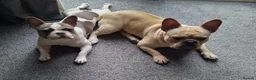 French Bulldog dogs for sale: Reduced £1000 1 Beautiful French Bulldog - Advert 9