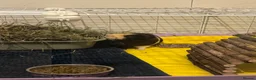 Guinea Pig rodents for sale: Two Male Guinea Pigs for Rehoming - Full setup  - Advert 4