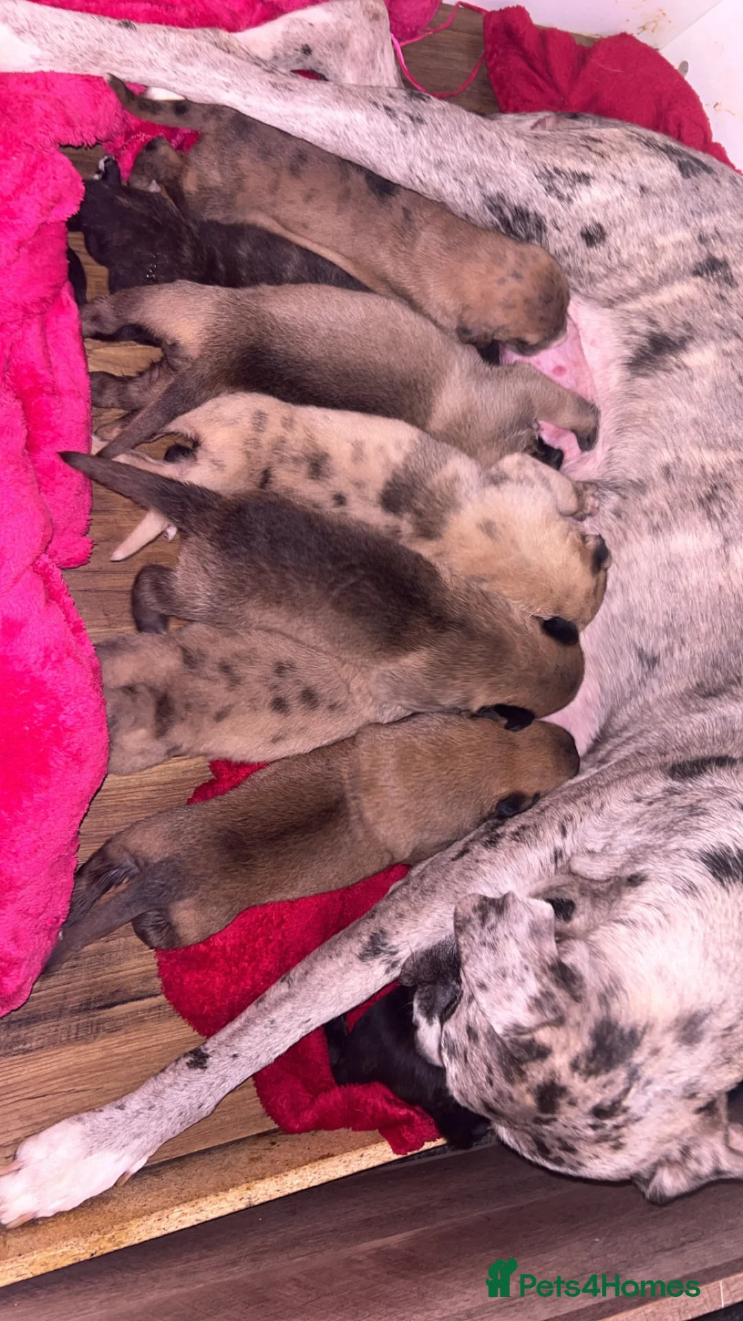 Mixed Breed dogs for sale: Catahoula leopard dog cross with Belgium Malinois  - Advert 14