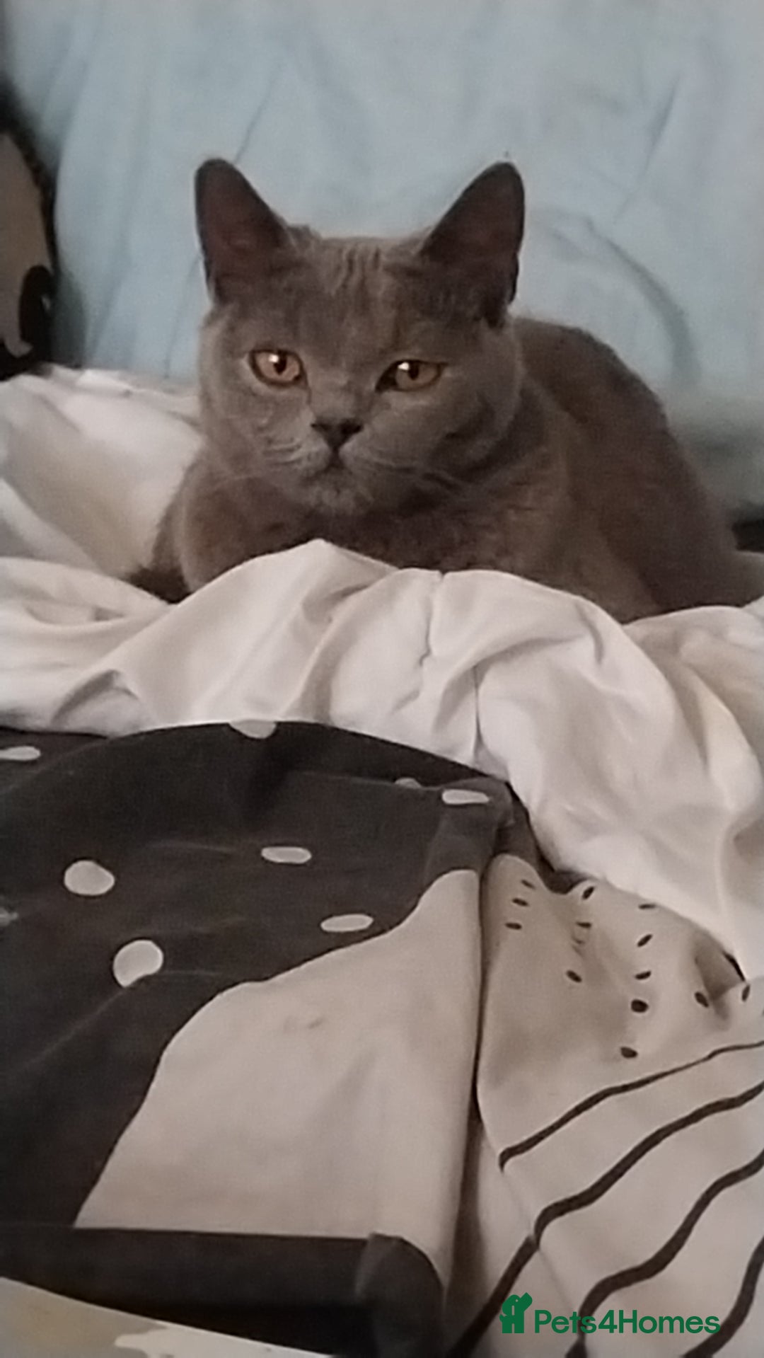 British Shorthair cats for sale: British shorthair cat  - Advert 2