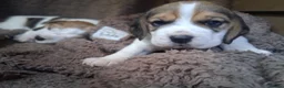 Beagle dogs for sale: Champion Tri-Color Beagles pups! in Doncaster - Advert 20