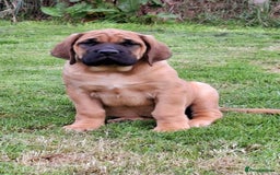 Mastiff dogs for sale: KC English Mastiff puppies READY NOW - Image 12