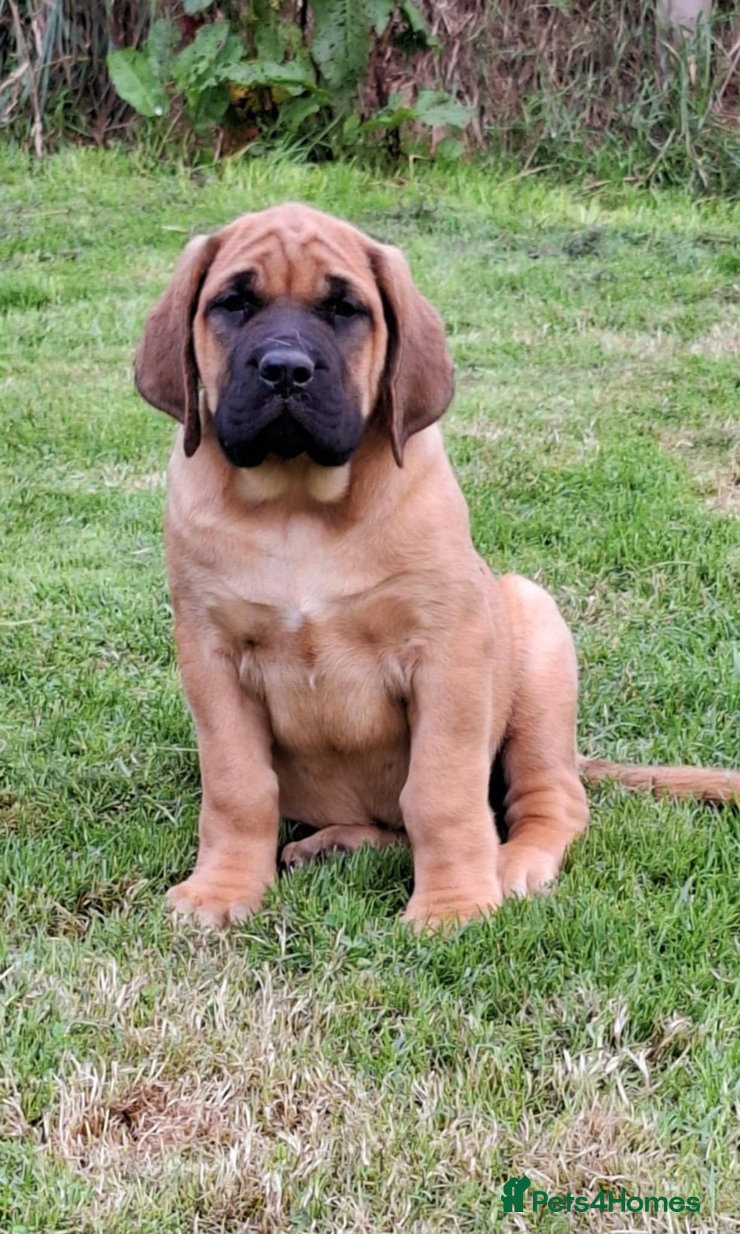 Mastiff dogs for sale: KC English Mastiff puppies READY NOW - Image 12