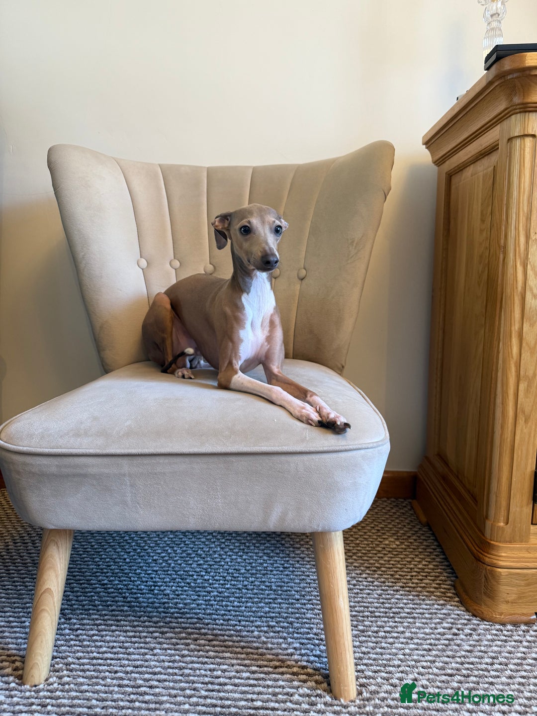 Italian Greyhound dogs for sale: KC Champion lines ⭐️ Italian Greyhound puppies  - Advert 18