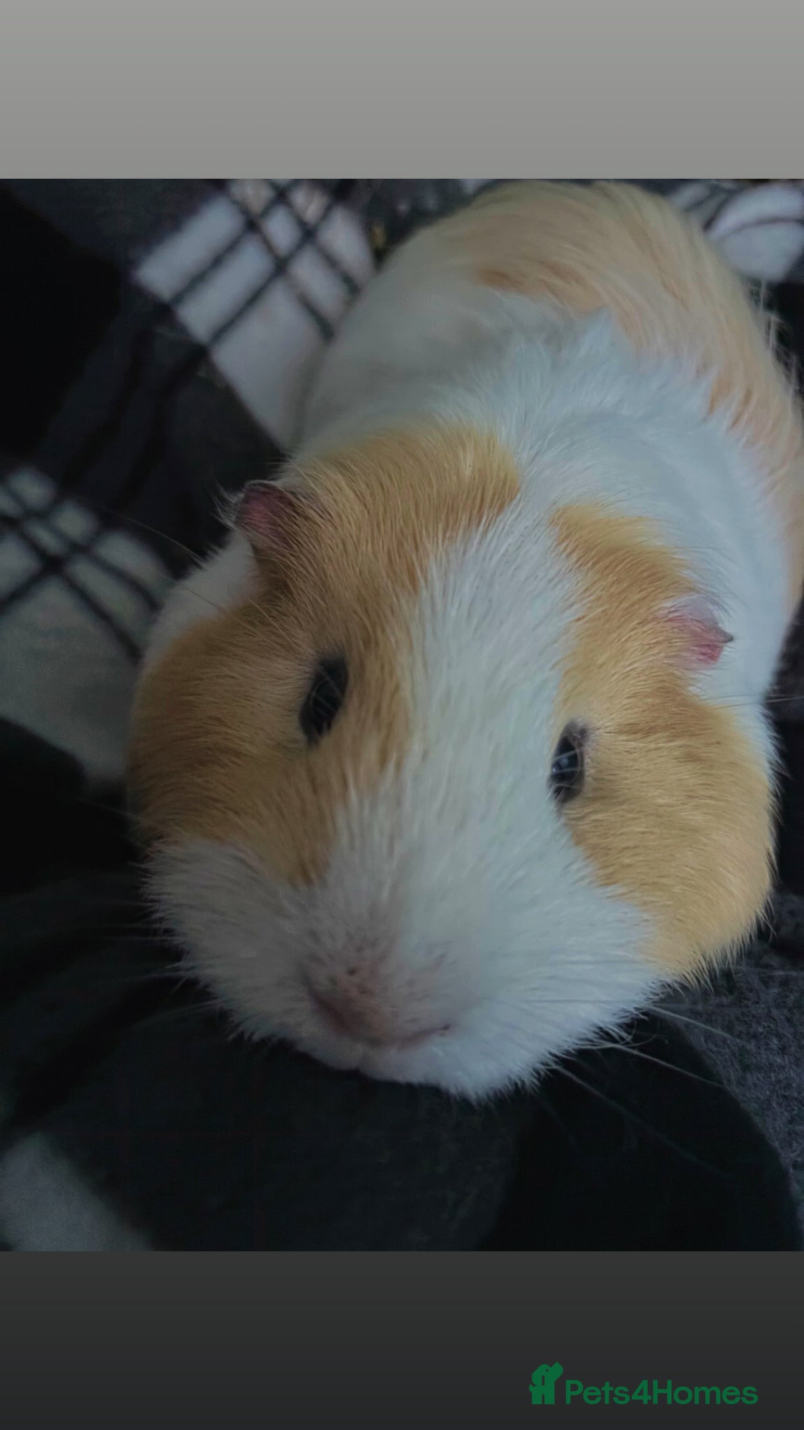 Guinea Pig rodents Male guinea pigs for sale  - Advert 1