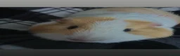 Guinea Pig rodents for sale: Male guinea pigs for sale  - Advert 1
