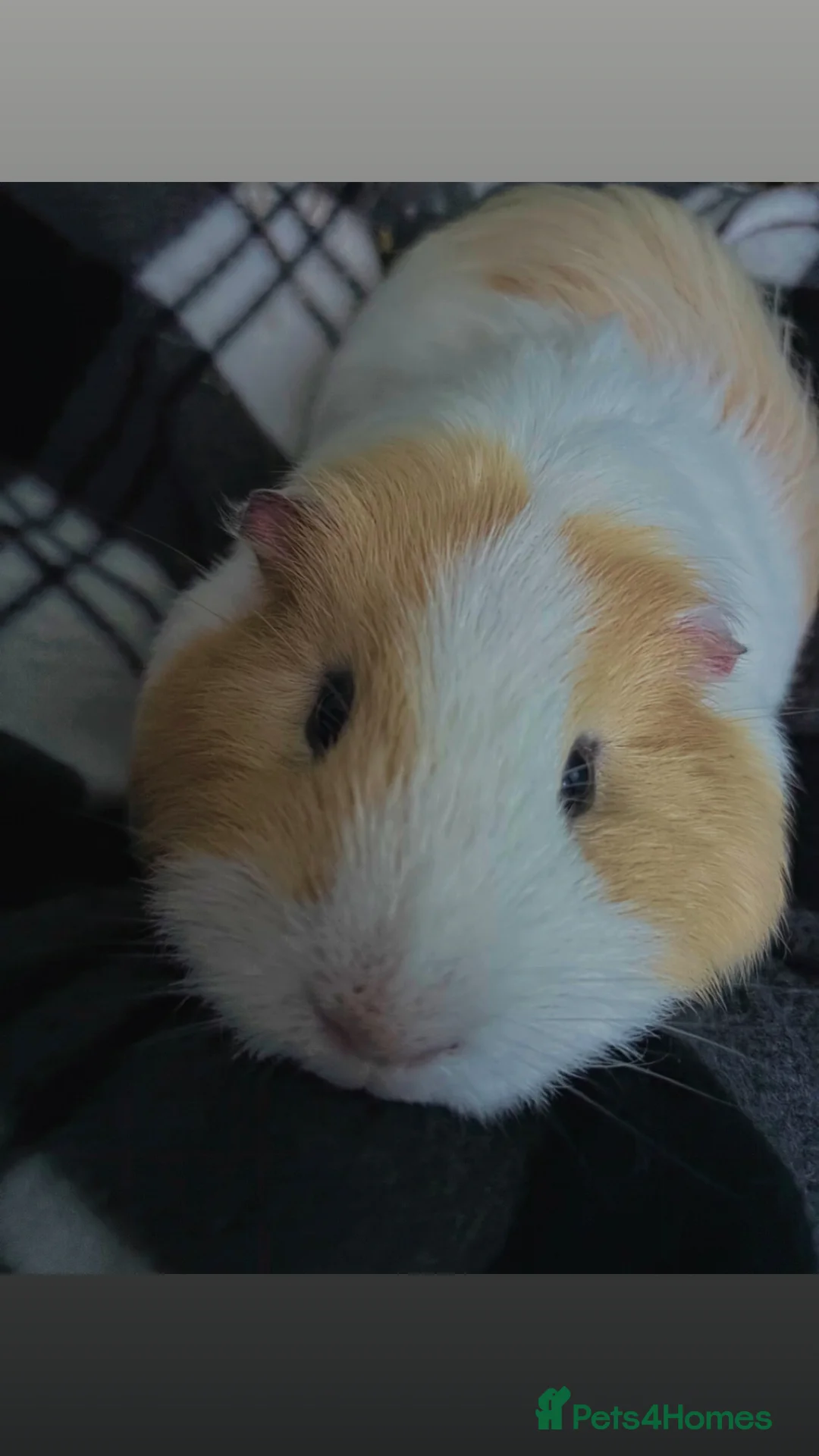 Guinea Pig rodents for sale: Male guinea pigs for sale  - Advert 1