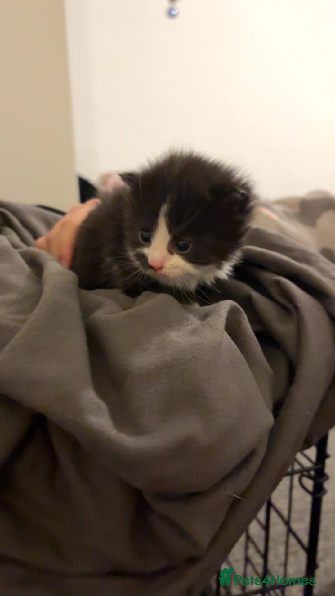 Mixed Breed cats for sale: Four beautiful kittens  - Advert 4