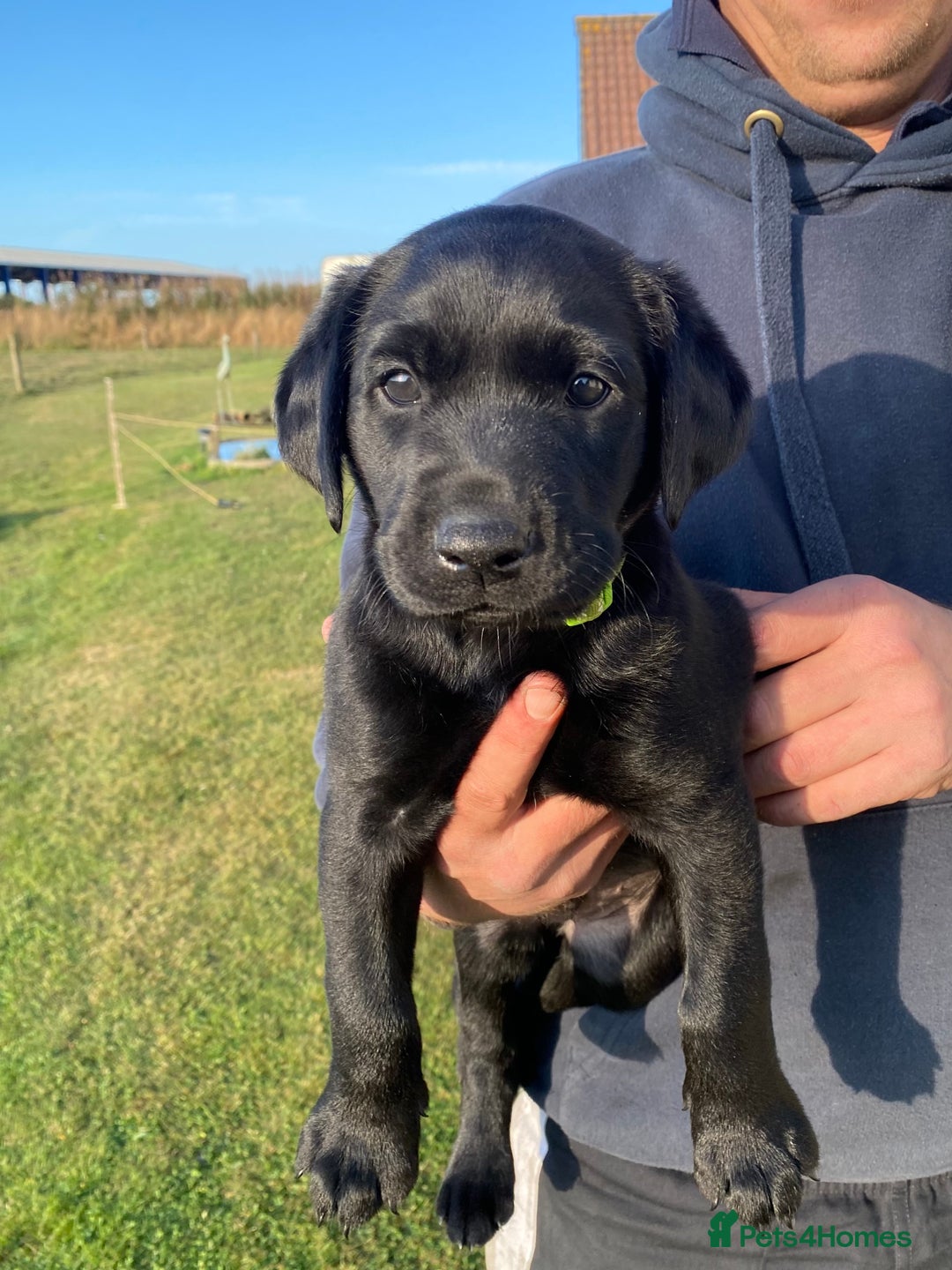 Labrador Retriever dogs for sale: Beautiful black lab dog - Image 1