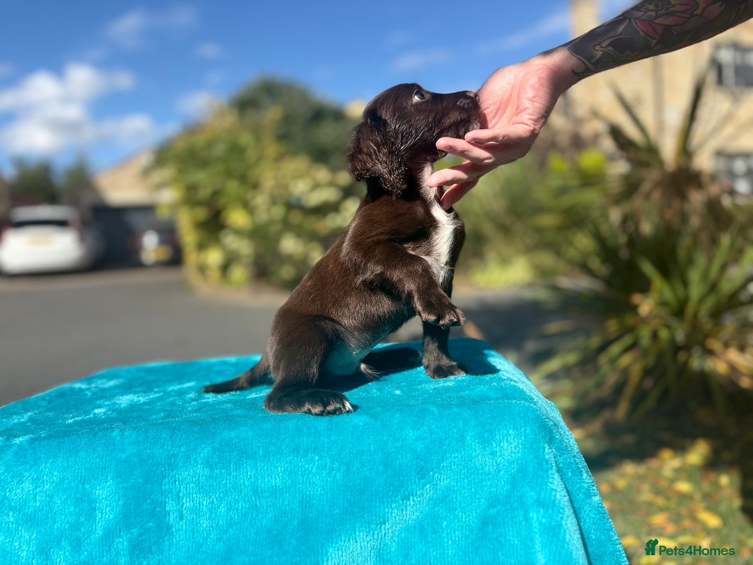 Cocker Spaniel dogs for sale: Beautiful boy cocker spaniel, ready now 💙 - Image 5
