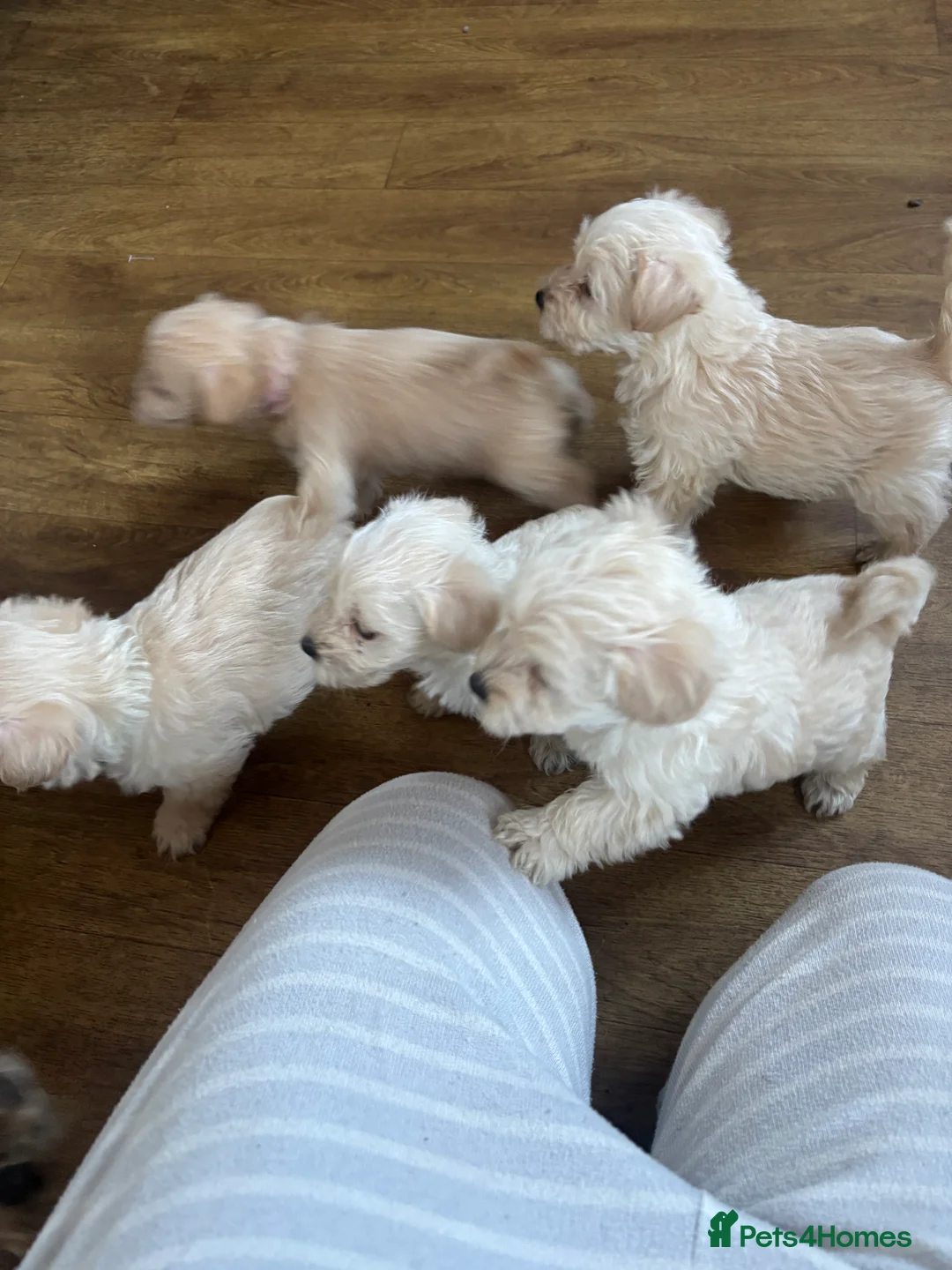 Westiepoo dogs for sale: Westiepoos in Chester-le-Street - Advert 9