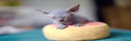 Sphynx cats for sale: Gorgeous silver Sphynx girl - Advert 21