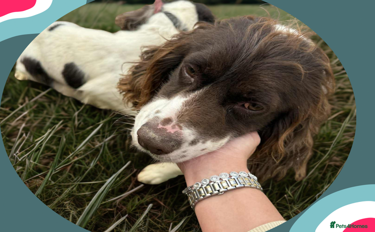 Cocker Spaniel dogs Cocker spaniel puppies ready for forever home - Advert 1