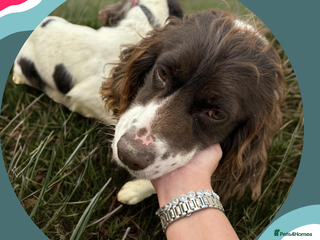 Cocker Spaniel dogs Cocker spaniel puppies ready for forever home - Advert 2