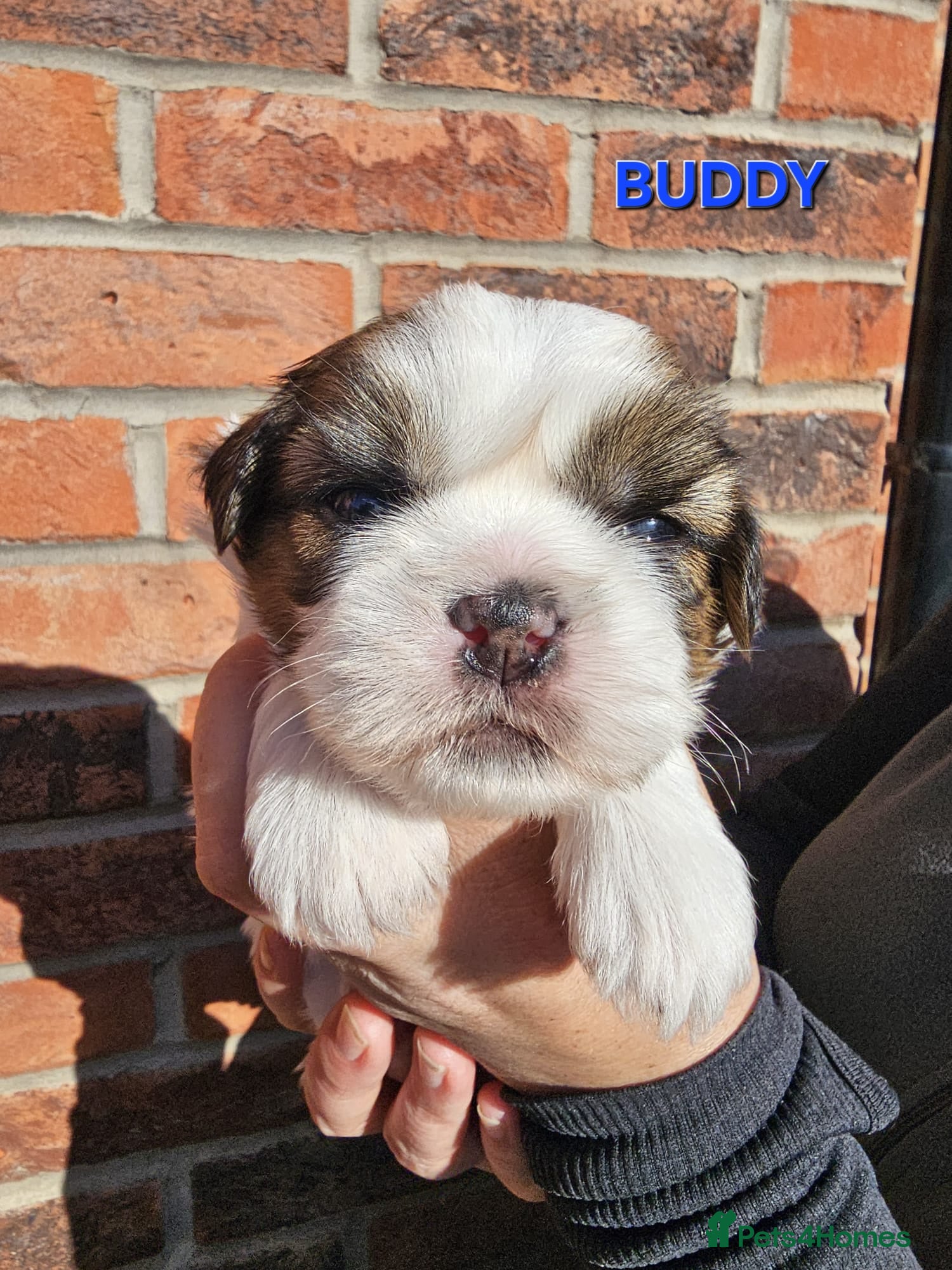 Shih Tzu dogs  💞 PURE STANDARD SHIH TZU 💕 - Advert 9